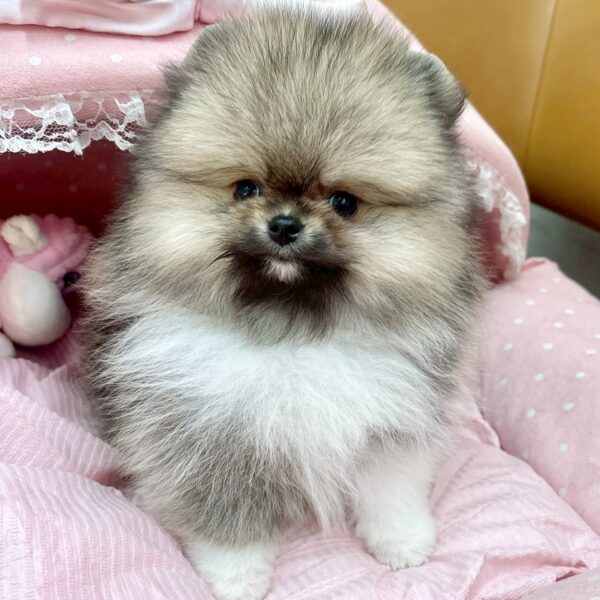 ポメラニアン ロン・3くん | 【公式】子犬のブリーダー・ミニチュア