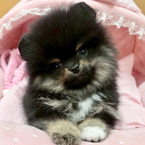 ポメラニアン　ロン・４くん