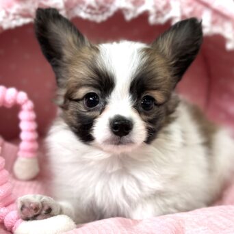 パピヨン　サファイア・１くんサムネイル