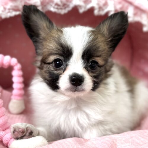 パピヨン　サファイア・１くん