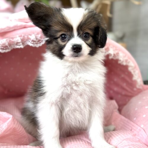 パピヨン　サファイア・２くん