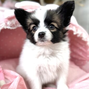 パピヨン　サファイア・３くんサムネイル