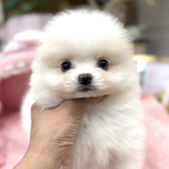 ポメラニアン　まあちゃん・１くんサムネイル