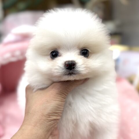 ポメラニアン　まあちゃん・１くん