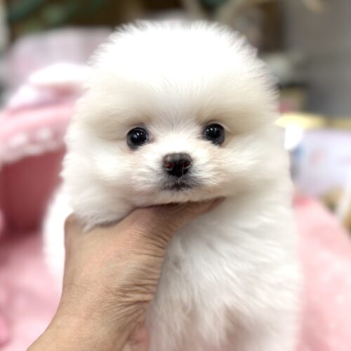 ポメラニアン　まあちゃん・１くん