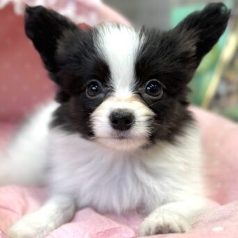 パピヨン　サファイア・４ちゃんサムネイル