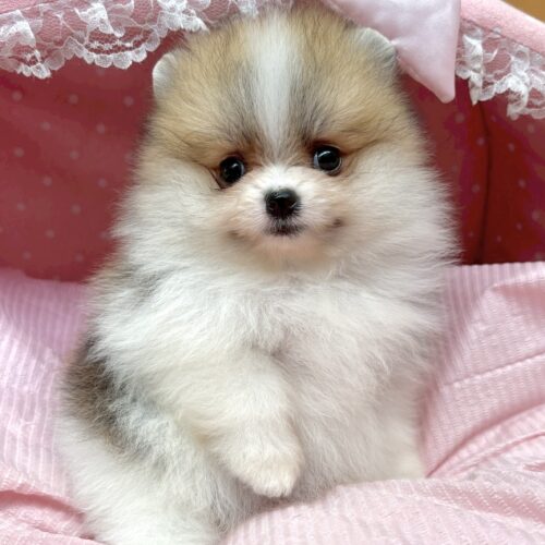 ポメラニアン　ぷりん・１ちゃん