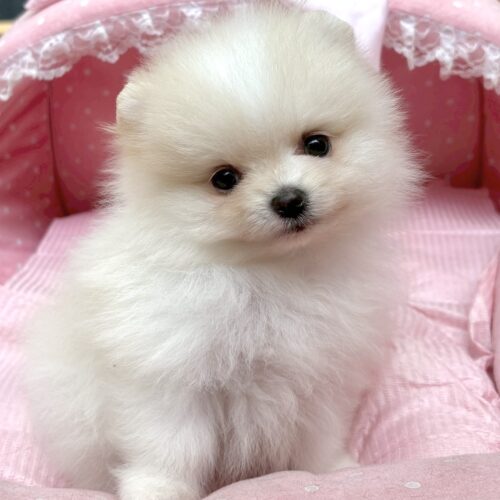 ポメラニアン　ぷりん・２くん