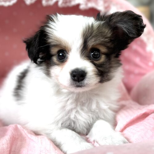 パピヨン　せいな・１くん