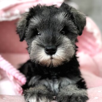 ミニチュアシュナウザー　かえで・2ちゃんサムネイル