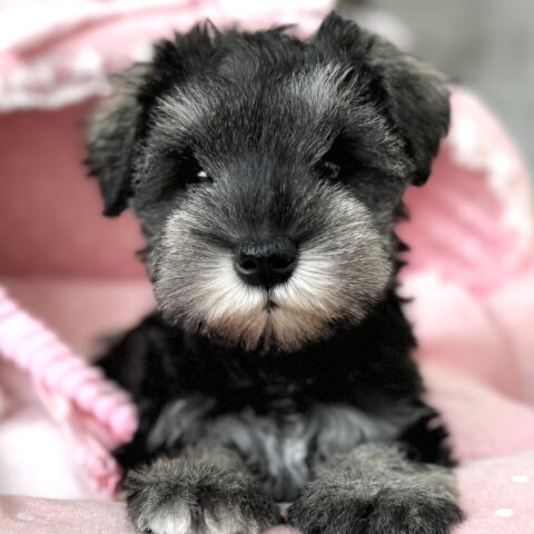 ミニチュアシュナウザー　かえで・2ちゃん