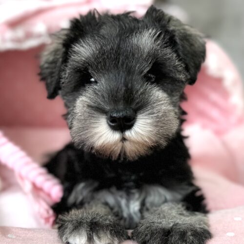 ミニチュアシュナウザー　かえで・2ちゃん