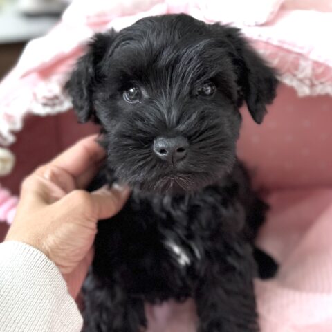 ミニチュアシュナウザー　天音・１くん