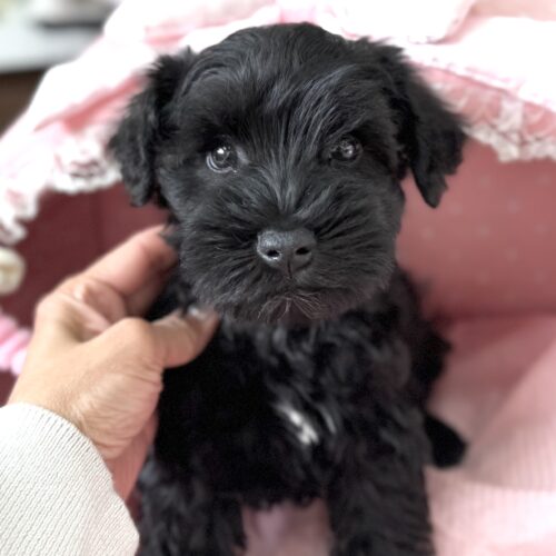 ミニチュアシュナウザー　天音・１くん