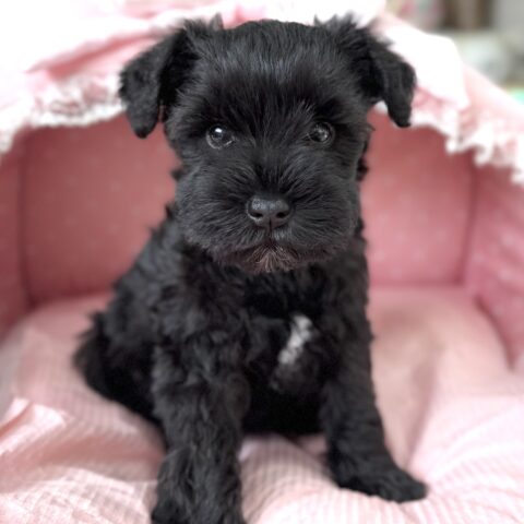 ミニチュアシュナウザー　天音・３ちゃん