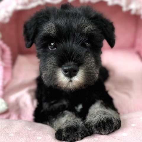 ミニチュアシュナウザー　ほのか・１ちゃん