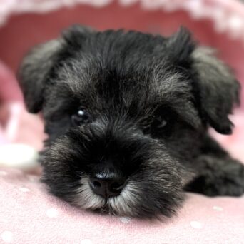 ミニチュアシュナウザー　かれん・１くんサムネイル