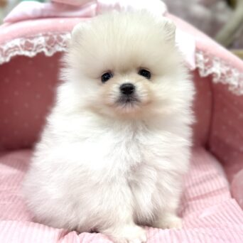 ポメラニアン　まあちゃん・２くんサムネイル