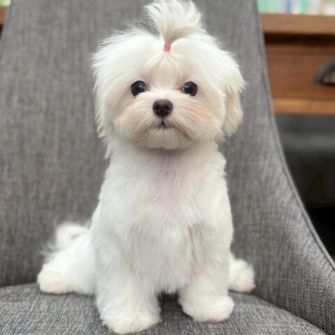 マルチーズ　らん・１ちゃん