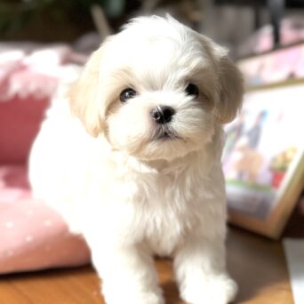 マルチーズ　シルク・１くんサムネイル