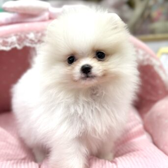 ポメラニアン　まあちゃん・３ちゃんサムネイル