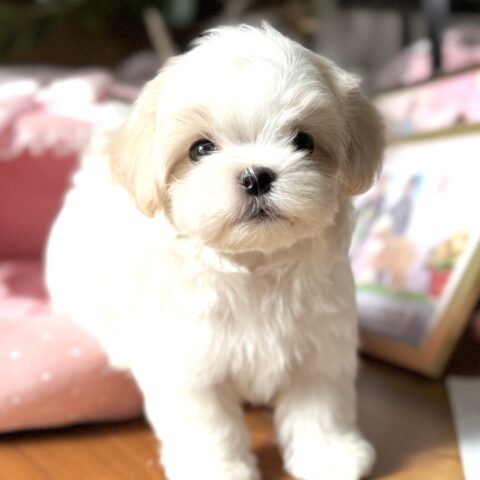 マルチーズ　シルク・１くん