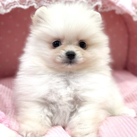 ポメラニアン　まあちゃん・４ちゃん