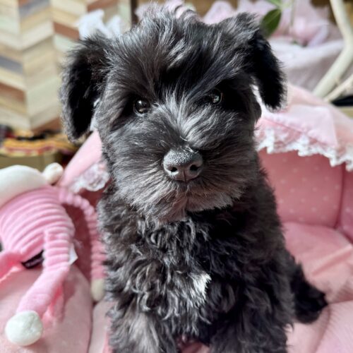 ミニチュアシュナウザー　天音・２ちゃん