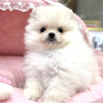 ポメラニアン　まあちゃん・５ちゃんサムネイル