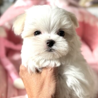 マルチーズ　らん・１ちゃんサムネイル