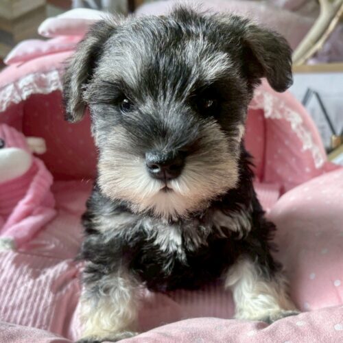 ミニチュアシュナウザー　ミルフィーユ・１ちゃん