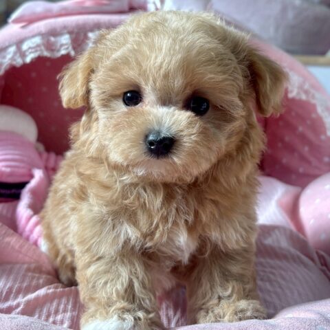 マルプー　メルモ・１ちゃん