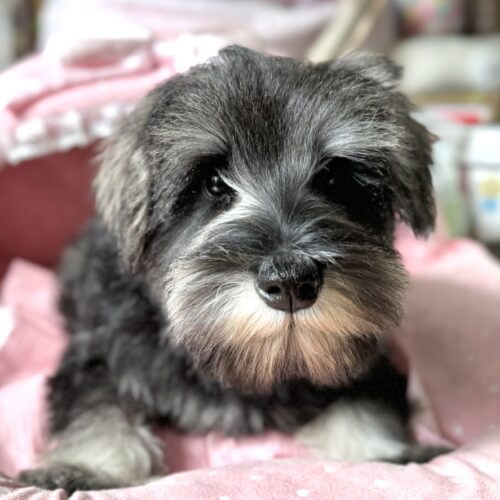 ミニチュアシュナウザー　かんな・３くん