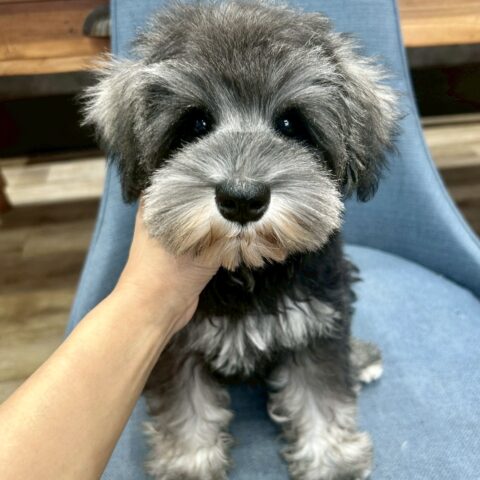 ミニチュアシュナウザー　かえで・2ちゃん