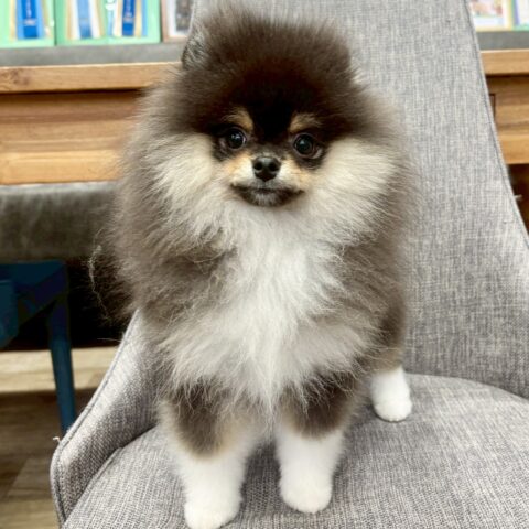 ポメラニアン　ロン・２くん