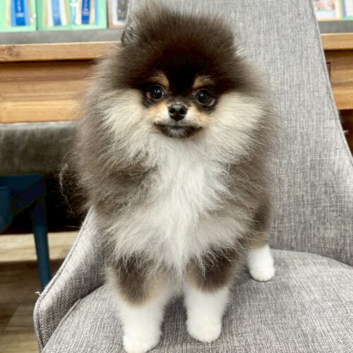 ポメラニアン　ロン・２くん