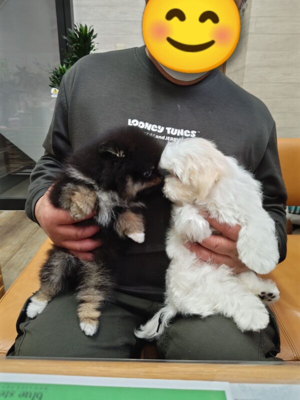 巣立って行ったステラっ子サムネイル