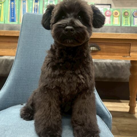 ミニチュアシュナウザー　天音・１くん