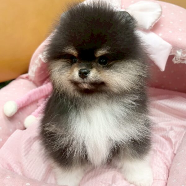 確認ページ♡ポメラニアン ポメラニアン ロン・2くん | 【公式】子犬のブリーダー・ミニチュア