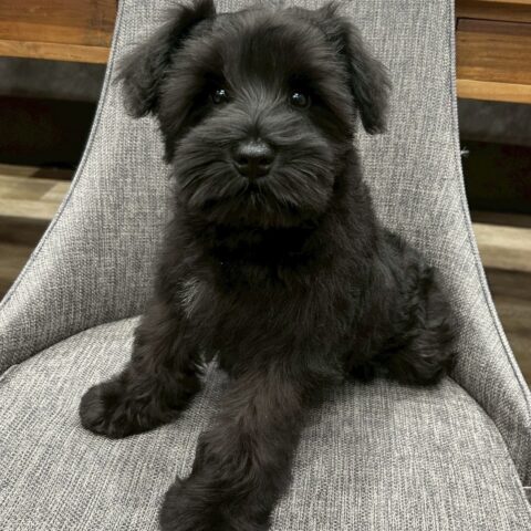 ミニチュアシュナウザー　セラン・１くん