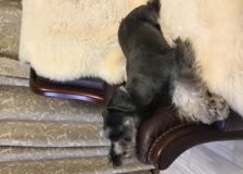 お客様からサムネイル