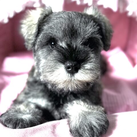 ミニチュアシュナウザー　美晴・２ちゃん