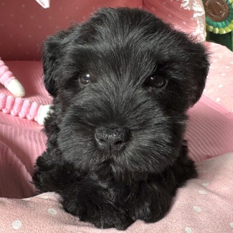 ミニチュアシュナウザー　セラン・１くん