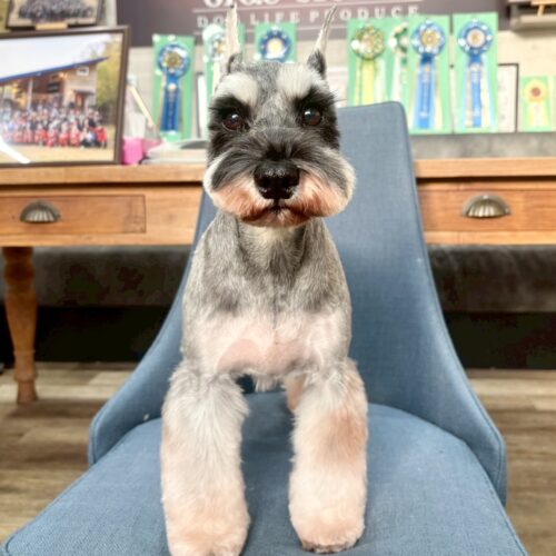 お母さん卒業犬　Eちゃん