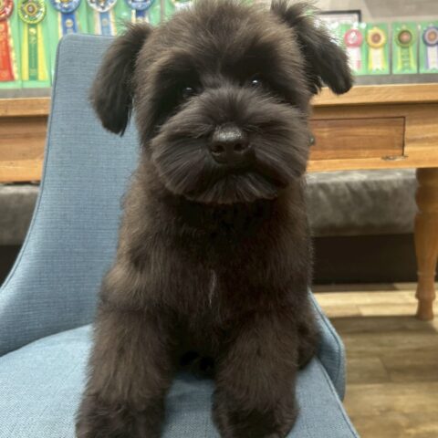 ミニチュアシュナウザー　セラン・１くん