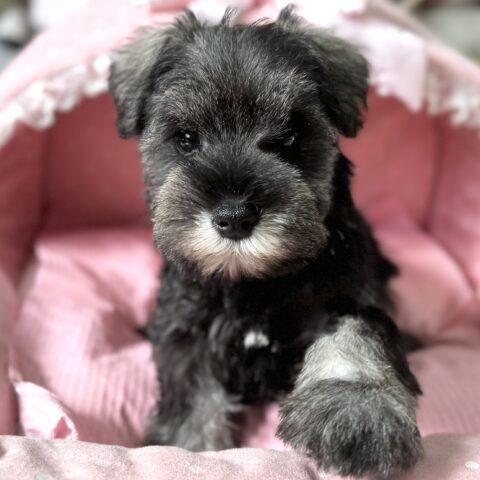 ミニチュアシュナウザー　るんか・１ちゃん