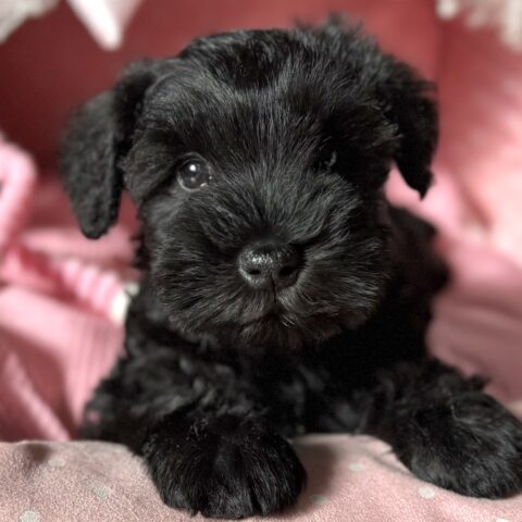 ミニチュアシュナウザー　セラン・２ちゃん