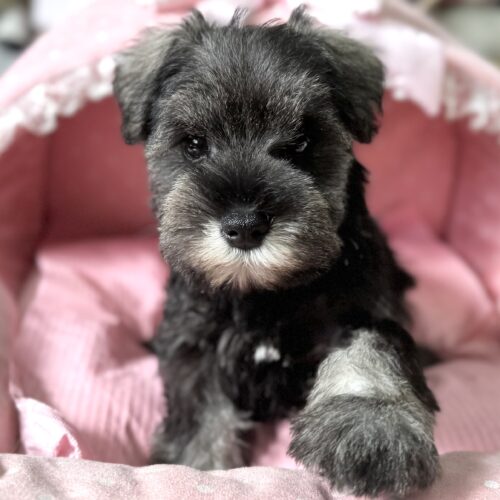 ミニチュアシュナウザー　るんか・１ちゃん