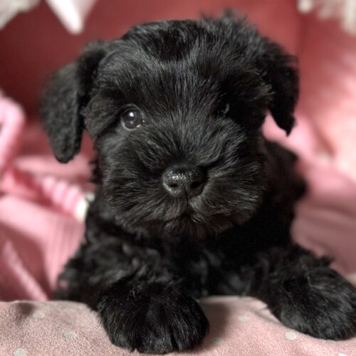 ミニチュアシュナウザー　セラン・２ちゃん