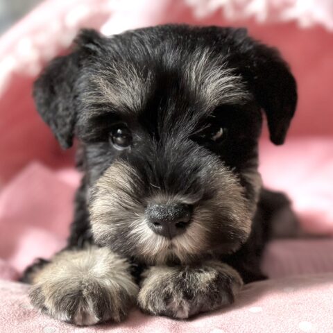 ミニチュアシュナウザー　るんか・２ちゃん